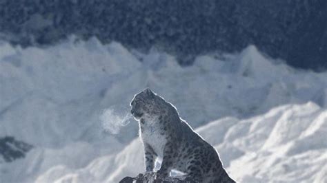 Snow Leopard on Everest-charismatic and endangered animal