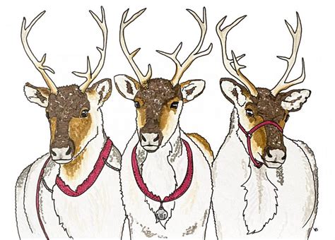 ‘Tis the season: Test your reindeer knowledge – The Daily Evergreen