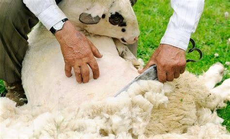 What are the Different Types of Wool Rugs? (with pictures)