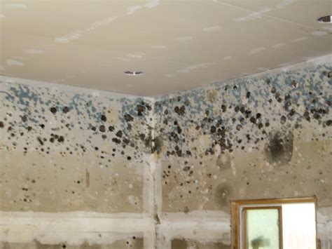 Different Types Of Mold Cleaning and Its Best ways - Dr Clean Air