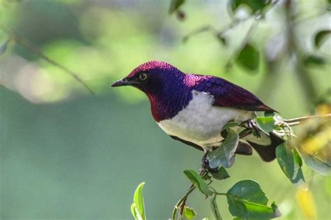 Birds of Maasai Mara National Reserve | Kenya Wildlife Birds