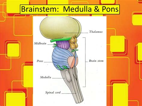 Pons