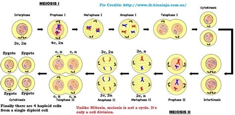 Meiosis | Mitosis – Meiosis Comparison | PMF IAS