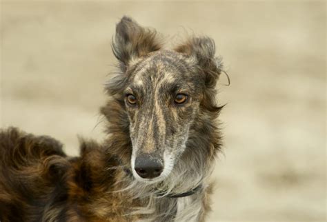 10 Things You Didn't Know about the Silken Windhound