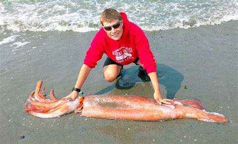 Hauling in a real-life kraken: Giant squid snagged by Oak Harbor middle schooler a rare find ...