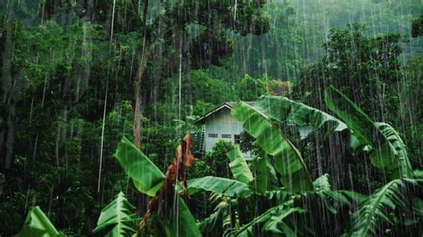 Rainforest sounds 🌴 with thunder and rain sounds for sleep, study and ...