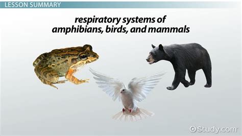 Animal Respiratory System | Birds, Amphibians & Mammals - Lesson | Study.com