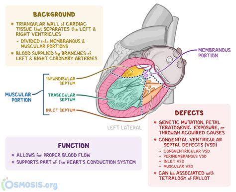 Interventricular Sulcus And Septum