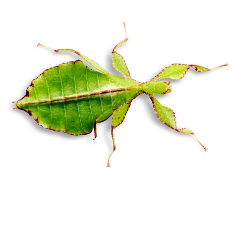 Leaf Insect Facts | What Are Leaf Insects | DK Find Out