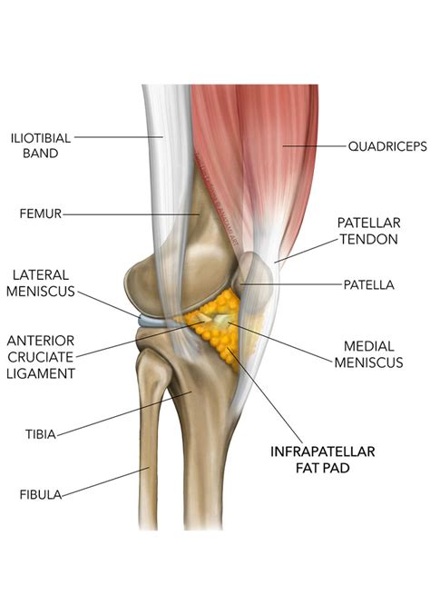 Infrapatellar Fat Pad Syndrome - Physiotherapist in Richmond Hill