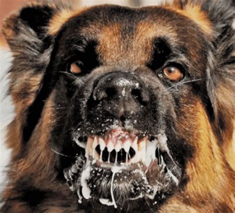 Rabid dog imported into U.S. sparks multi-state investigation