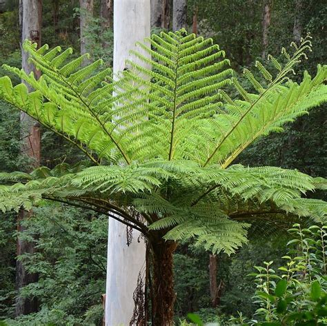 Cyathea cooperi (Tree Fern) - Plants for Spaces