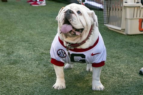 Two SEC mascots ranked in college football's Top 10 by AP