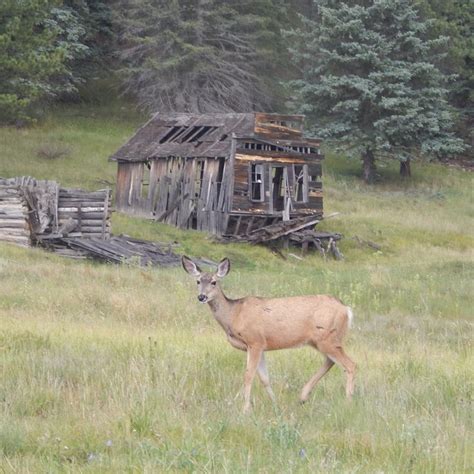 Valles Caldera | Wildlife, Animals