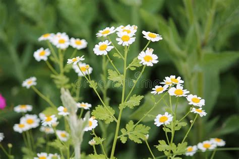 Flowers of Feverfew Tanacetum Parthenium, Syn. Pyrethrum Parthenium Plant Stock Photo - Image of ...