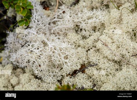 Bushy tundra hi-res stock photography and images - Alamy