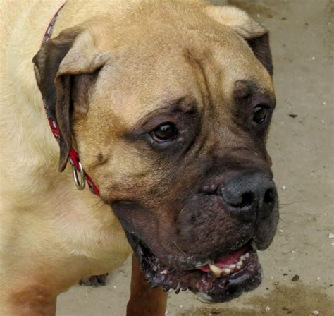 10649679_849607595063662_825865784999659851_n – The American Bullmastiff Association