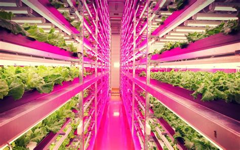 LED Lights Power Up a Big Idea in Hydroponic Farming | Green America