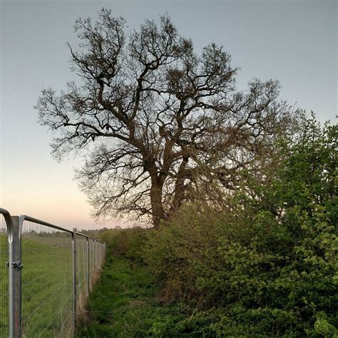 Oak tree by building site fence,... © A J Paxton :: Geograph Britain ...