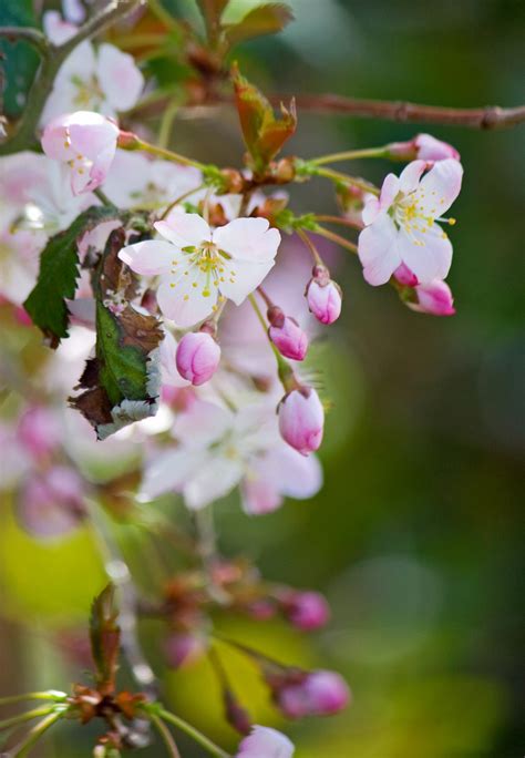 Pink Blossom Flowers Free Stock Photo - Public Domain Pictures
