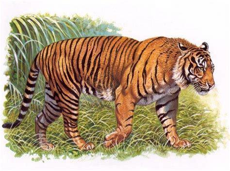 Java Tiger nach Robert Dallet | Harimau jawa, Anatomi hewan, Binatang