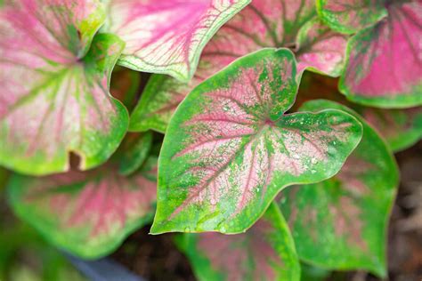 Caladium Plant Care: How to Grow Caladium Indoors