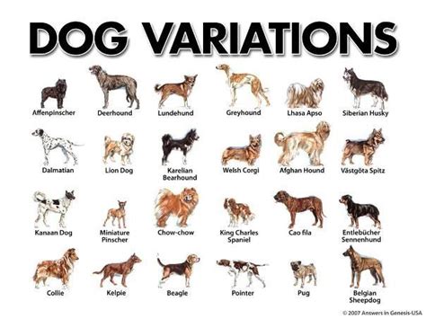 Different Types Of Dog Breeds, Which one you want to buy.. | Dog breeds chart, Dog breeds, Types ...