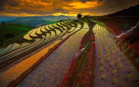 Download Sunset Mountain Thailand Field Earth Man Made Rice Terrace HD Wallpaper