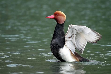 Red Crested Pochard Photograph by Mlorenzphotography - Fine Art America