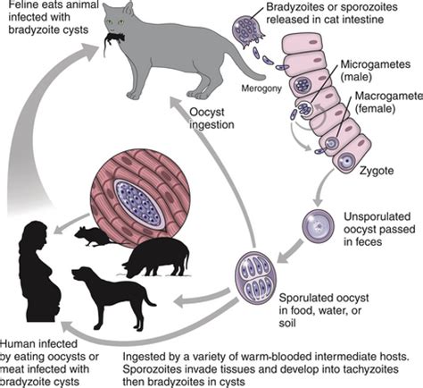 TOXOPLASMOSIS IN CATS AS A FATAL ZOONOTIC DISEASE FOR, 49% OFF