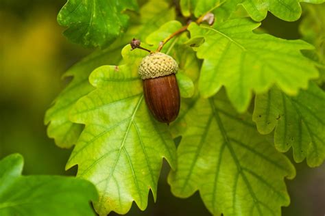 Oak Trees — What To Know? Our Guide with Tips (that Work)