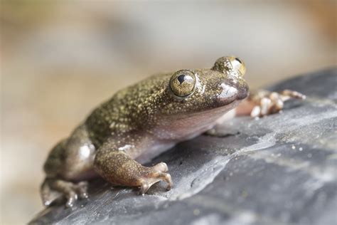 Philippine Flat-headed Frog | Philippine Flat-headed Frog, B… | Flickr