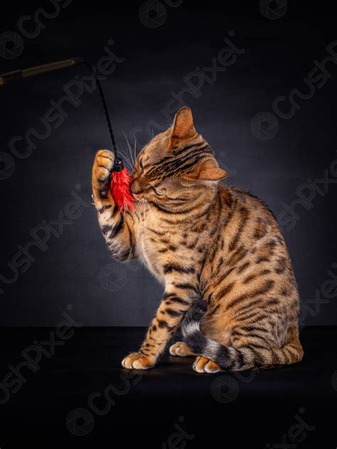 Portrait of an playing Bengal cat isolated on black - stock photo ...