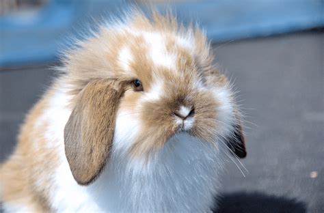 American Fuzzy Lop Rabbit - Complete Guide