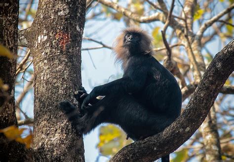 Fascinating Primates From Around The World - WorldAtlas