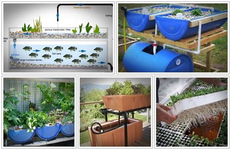 Easy Diy Aquaponics System Review