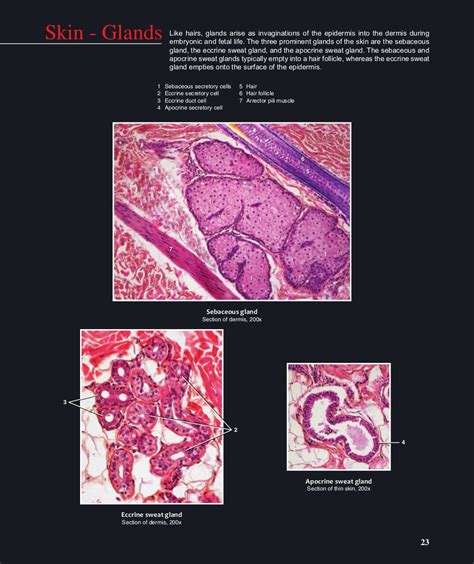 Pin on Histology