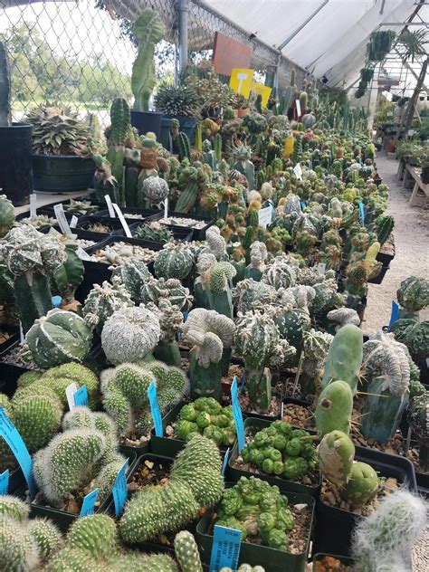 East Austin Succulents, Austin, TX : r/houseplants