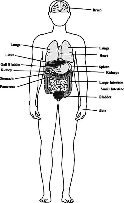 Human Body Outline with Organs Coloring Pages | Coloring Sky