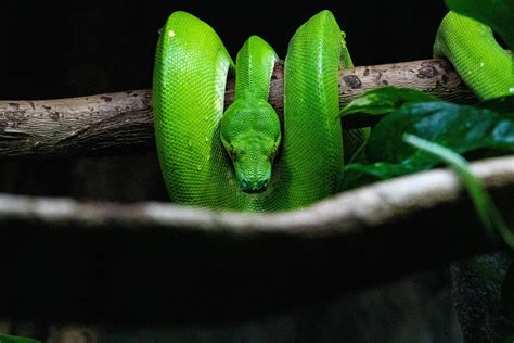 Green Tree Boa : r/wildlifephotography