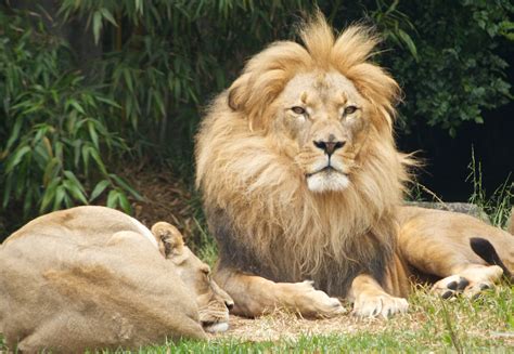 SF zoo Family Trips, Family Travel, Beautiful Lion, Cute Animal Pictures, King Queen, Big Cats ...