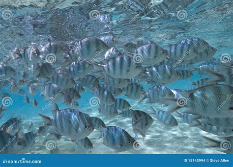 School of Tropical Fish - South Pacific Stock Photo - Image of reef, tahiti: 15143994