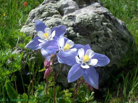 Colorado: Rocky Mountain Columbine | US State Birds and Flowers | Pinterest