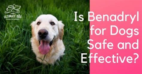 Benadryl for Dogs: Treating Your Dog’s Allergies | Ultimate Dog