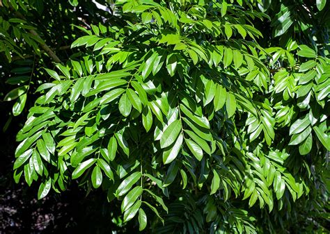 Castanospermum australe - Monaco Nature Encyclopedia