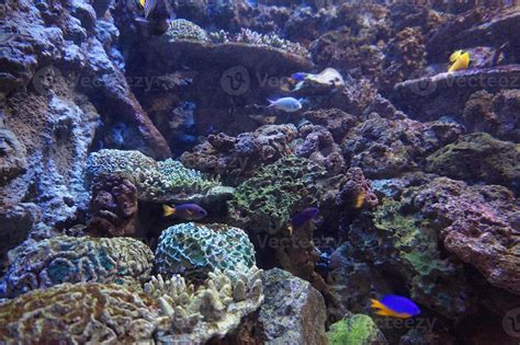 Coral Reef, Fish - Saltwater Aquarium 23128688 Stock Photo at Vecteezy