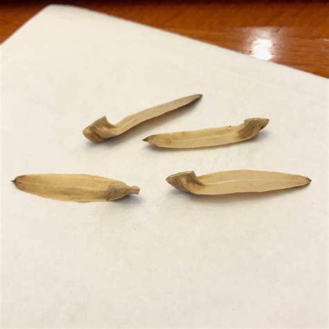 Tulip Poplar Seed Identification | Walter Reeves: The Georgia Gardener