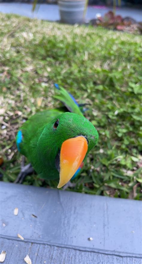 Male Eclectus Parrot In Need Of Loving Home - PetsForHomes