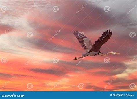 Great Blue Heron Flying at Sunset Stock Image - Image of yellow, sunrise: 38007883