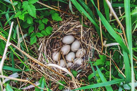 Duck Nesting Habits and 7 Tricks to Collect Clean Duck Eggs Easily